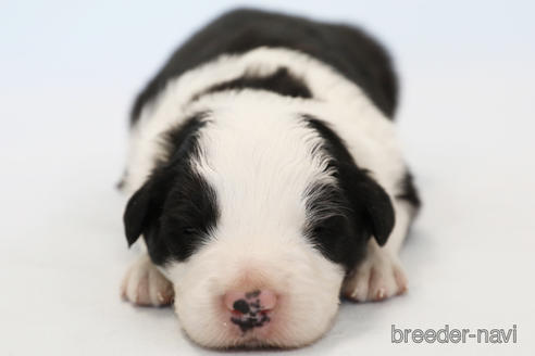 成約済の神奈川県のボーダーコリー-213145の3枚目